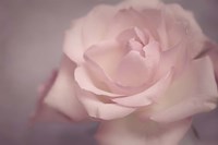 Tenderness Fine Art Print