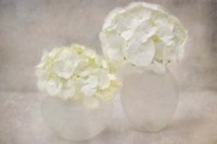 White Hortensia Still Life Fine Art Print