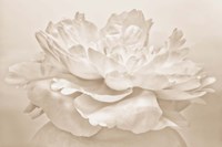 White Peony Fine Art Print