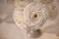 White Persian Buttercup Still Life Fine Art Print