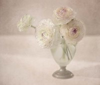 White Persian Buttercups Posy Fine Art Print