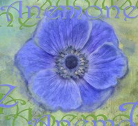 Anemone Fine Art Print