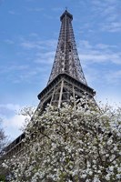 Eiffel Tower with Blossoming Magnolia Fine Art Print