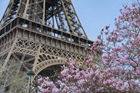 Eiffel Tower with Pink Magnolia Fine Art Print