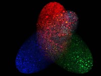 Teamwork Fine Art Print