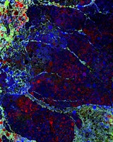 Tidal Pool Fine Art Print