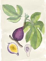 Watercolor Fruit I Fine Art Print