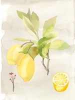 Watercolor Fruit II Fine Art Print