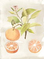 Watercolor Fruit V Fine Art Print