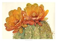 Cactus Blossoms II Framed Print