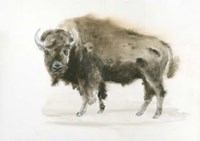 Buffalo Bill Fine Art Print