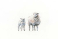 Sheep and Lamb Fine Art Print