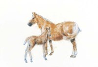 Horse and Colt Fine Art Print