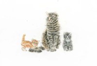 Cat and Kittens Fine Art Print