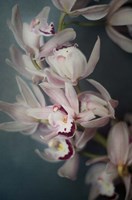 Dark Orchid I Fine Art Print