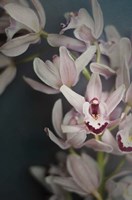 Dark Orchid II Fine Art Print