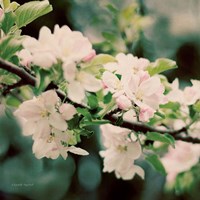 Apple Blossoms I Fine Art Print