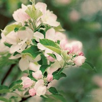 Apple Blossoms II Fine Art Print