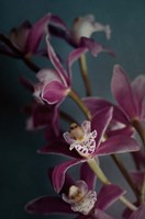 Dark Orchid IV Fine Art Print