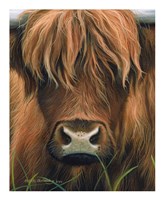 Cow Portrait Fine Art Print
