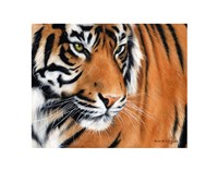 Tiger Crop Fine Art Print