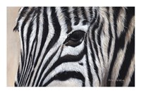 Zebra Eyes Fine Art Print