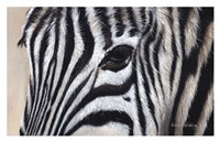 Zebra Eyes Fine Art Print