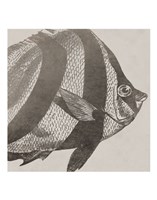 Vintage Fish I Fine Art Print