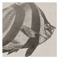Vintage Fish I Fine Art Print