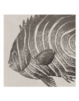 Vintage Fish II Fine Art Print