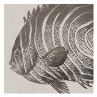 Vintage Fish II Fine Art Print