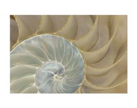 Soft Nautilus Fine Art Print