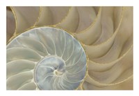 Soft Nautilus Fine Art Print
