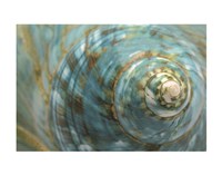 Soft Turbo Shell Fine Art Print