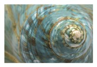 Soft Turbo Shell Fine Art Print