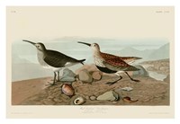 Red Backed Sandpiper Fine Art Print