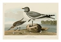 Fork-Tailed Gull Fine Art Print