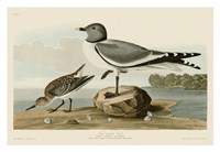 Fork-Tailed Gull Fine Art Print