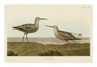 Long-Legged Sandpiper Fine Art Print