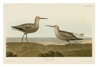 Long-Legged Sandpiper Fine Art Print