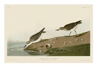 Semipalmated Sandpiper Fine Art Print