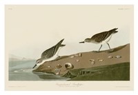 Semipalmated Sandpiper Fine Art Print