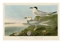 Havell's Tern & Trudeau's Tern Fine Art Print
