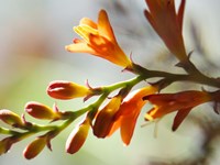 Open Sunshine II Fine Art Print