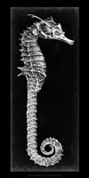 Seahorse Blueprint II Fine Art Print