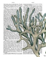 Blue Corals and Sea Urchins III Fine Art Print