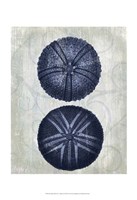 Indigo Blue Sea Urchins a Fine Art Print