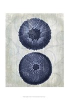 Indigo Blue Sea Urchins b Fine Art Print