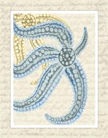 Blue Corals On VIntage Script a Fine Art Print