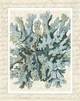 Blue Corals On VIntage Script c Fine Art Print